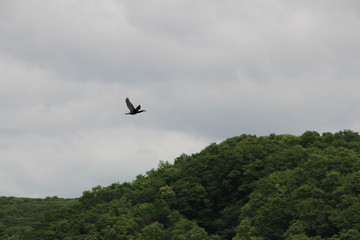 Fototapeta premium Bird, cormorant, fly, wings, sky, blue, gray, forest, nature, flight, air, mountain, trees, greens, eagle,