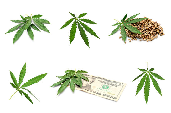 Collage of weed leaves, seeds and money on white background
