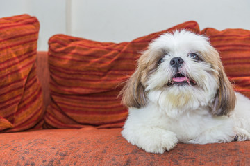 Shit Tzu dog on sofa, copy space