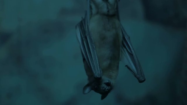 Fruit bat filmed in the dark of night.