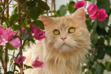 Maine Coon Katze mit pinkfarbenen Bougainvilleablüten