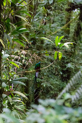 Quetzal bird wild Monteverde Costa Rica