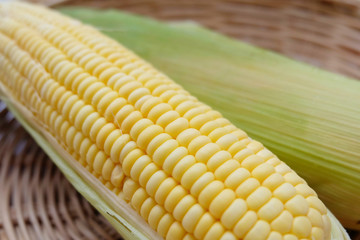 Closeup fresh sweet corn pods and corn kernels on wooden basket.