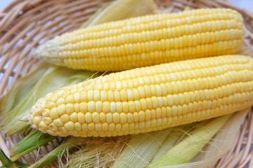 Closeup fresh sweet corn pods and corn kernels on wooden basket.