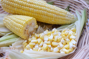 Closeup fresh sweet corn pods and corn kernels on wooden basket.