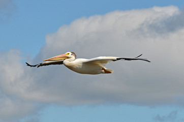 Fototapeta na wymiar American white pelican in flight Pelecanus erythrorhynchos