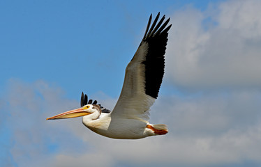 Fototapeta na wymiar American white pelican in flight Pelecanus erythrorhynchos