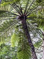 Beneath the fronds high above.
