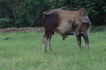 Cows grazing grass on a farm happily in the evening.