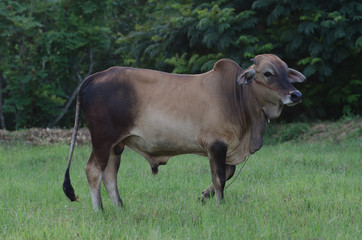 Cows grazing grass on a farm happily in the evening.