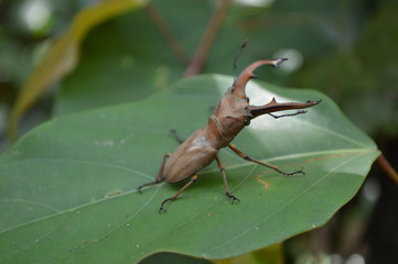 Insect