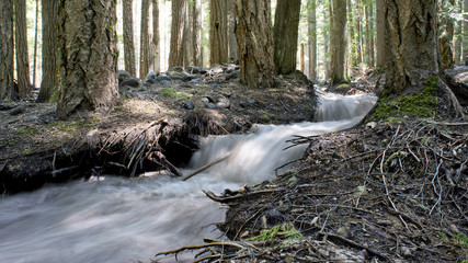 Fototapeta na wymiar Mountain stream rushes through forest after summer storm.