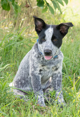 Naklejka na ściany i meble Texas Heeler puppy sitting in the shade of a tree looking to the left of the viewer