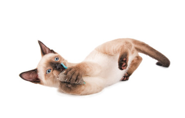 Siamese kitten in action, playing with a toy mouse, on white background