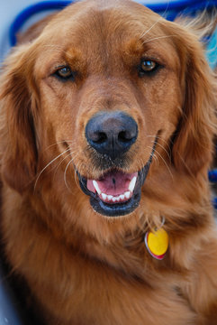 Beautiful Young Golden Retriever on Sailboat