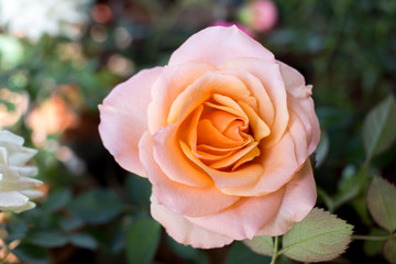 Nature symmetry and proportion on a rose