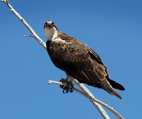 Osprey on a branch looking over his shoulder