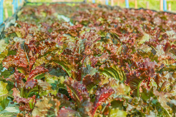 Demonstration of organic hydroponics on backyard.
