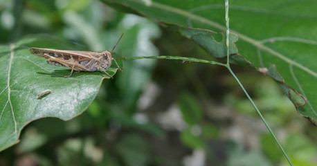 Grasshopper perched on a leaf