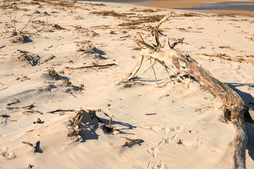 Vegetation brought by the tides