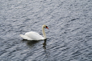 Solitary swan floats on the lake