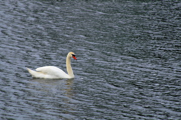 Solitary swan floats on the lake