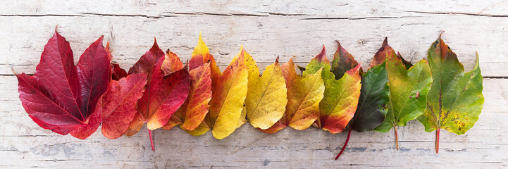 Reihe herbstlicher Blätter