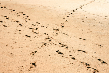 Footprints crosspath
