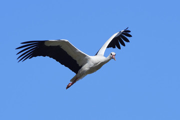 Fototapeta premium White stork (Ciconia ciconia)