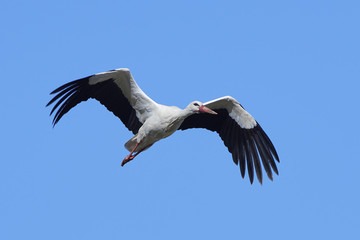 White stork (Ciconia ciconia)