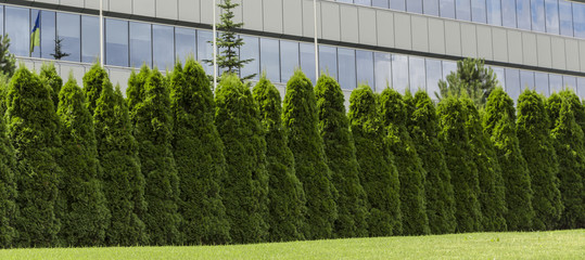 Fragment of a rural fence hedge from evergreen plants the Thuja