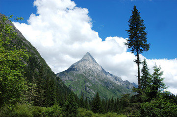 triangle mountain, pine tree and green forest