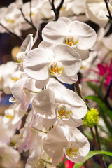 Naklejka na ściany i meble white orchids