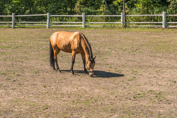A beautiful horse on a summer playground in the background of a fragment of a stable in Mezhyhiria near Kiev.