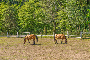 Beautiful horses on a summer playground in the background of a fragment of a stable in Mezhigiri near Kiev.