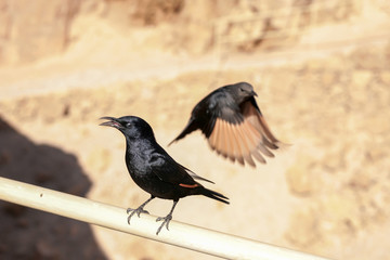 Birds of Masada Israel
