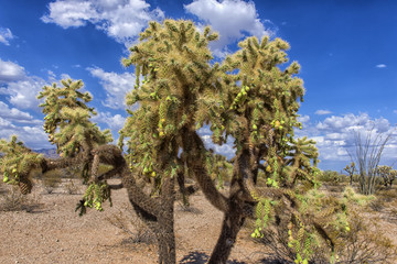 Cylindropuntia fulgida with fruits and Creosote bush in a desert.  Organ Pipe Cactus National...