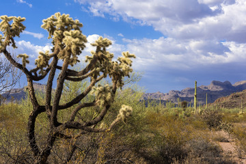 Cylindropuntia fulgida with fruits and Creosote bush in a desert.  Organ Pipe Cactus National...