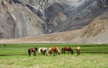 Horses feeding on mountain