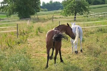 Horses free on a field