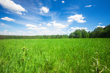 Green field under blue cloudy sky
