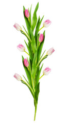 Pink and white tulip flowers line arrangement