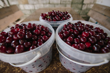 bucket of cherry when i went to cherry farm