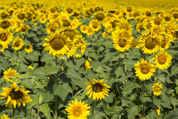 Sunflowers in the field, macro, close up