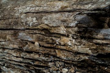 Surface of wood background.