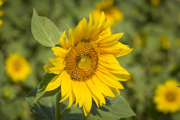 Sunflowers in the field