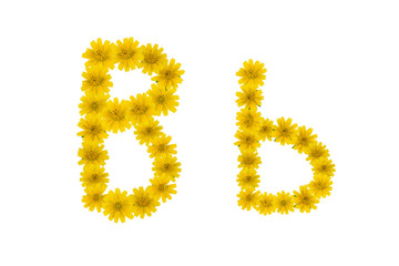 Letter B, alphabet made from yellow Wedelia flowers isolated on white background