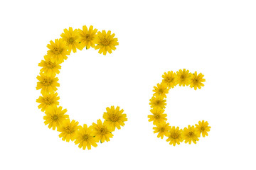 Letter C, alphabet made from yellow Wedelia flowers isolated on white background
