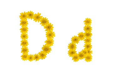 Obraz premium Letter D, alphabet made from yellow Wedelia flowers isolated on white background