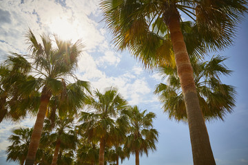 Fototapeta na wymiar Palms in a sunny day